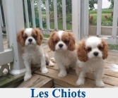 Chiots