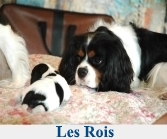 Les rois